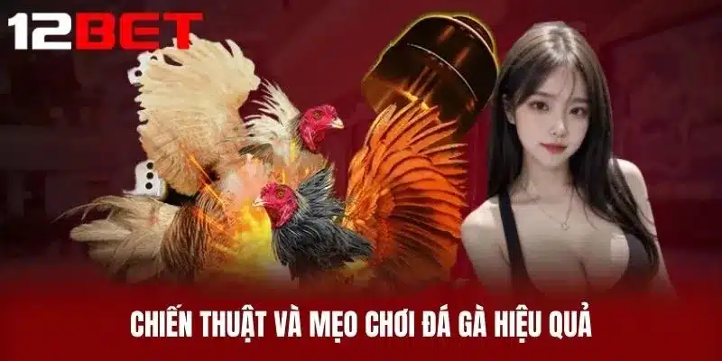 Chiến thuật và mẹo chơi đá gà hiệu quả